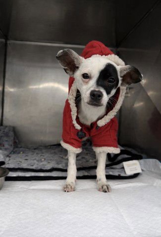 RORRY - Chihuahua available for adoption