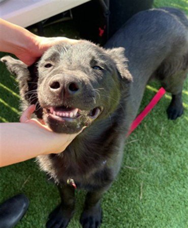 BURRATA - German Shepherd Dog / Chow Chow available for adoption