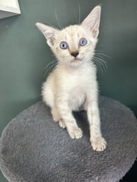 CLAWDIA - Photo 1
