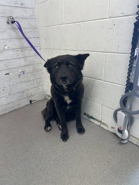 KACEY - Australian Cattle Dog/Blue Heeler available for adoption
