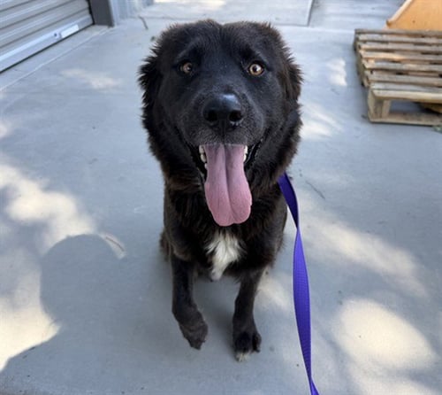 KACEY - Australian Shepherd available for adoption