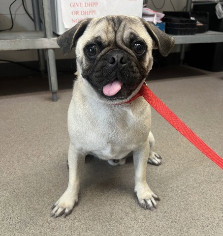 DOMINIC - Pug available for adoption