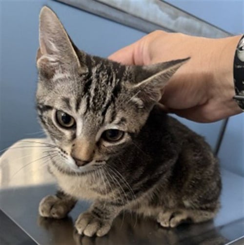 MIDAS - Domestic Short Hair available for adoption