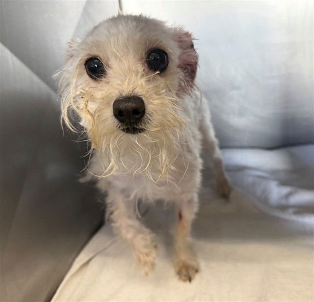 FAITH - Wirehaired Fox Terrier available for adoption