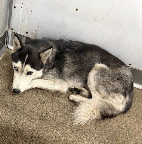 KENNY ROGERS - Siberian Husky available for adoption