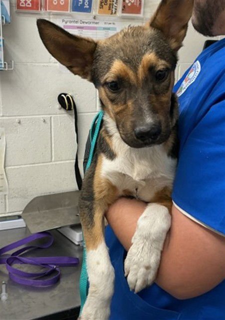 WILL - German Shepherd Dog available for adoption