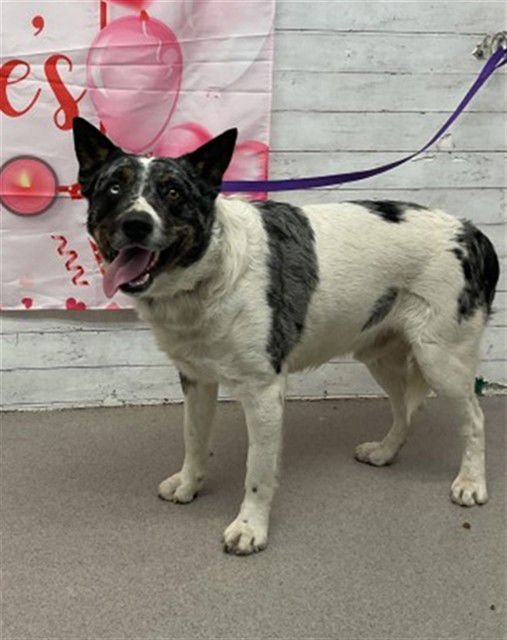 ROGER - Australian Cattle Dog/Blue Heeler available for adoption