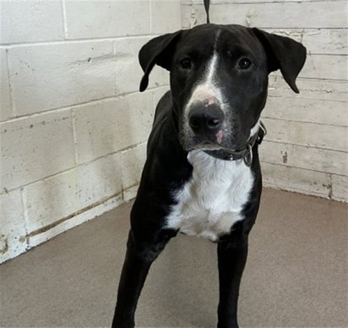BLAZE - Pit Bull Terrier / Bull Terrier available for adoption