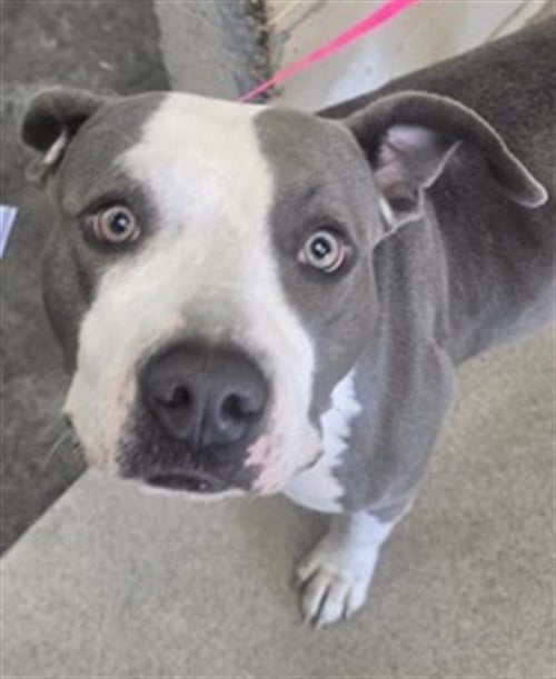 STORMY - Pit Bull Terrier available for adoption