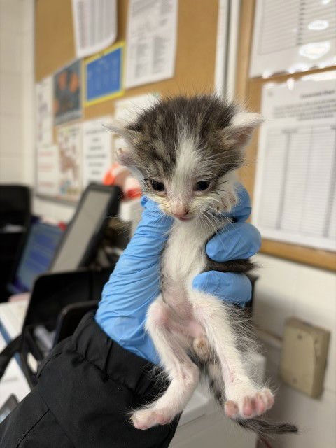 A590665 - Domestic Short Hair available for adoption