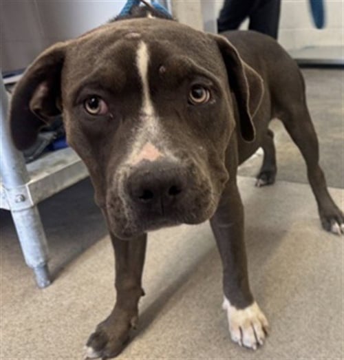 SWEET PEA - Pit Bull Terrier available for adoption