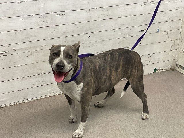 STORMY - Pit Bull Terrier available for adoption