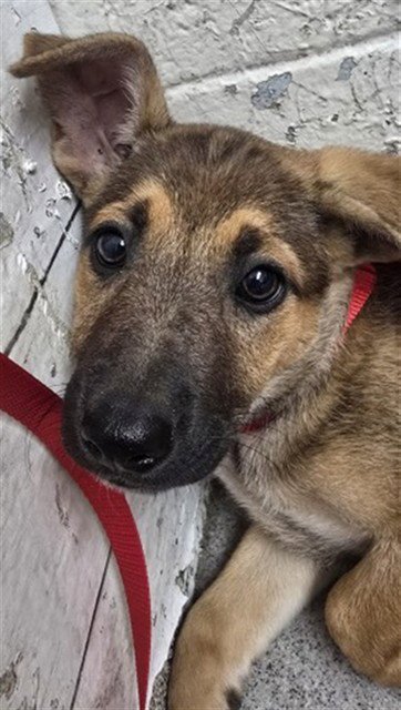 ALLI - German Shepherd Dog available for adoption