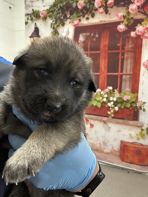 DOLLY - Siberian Husky available for adoption