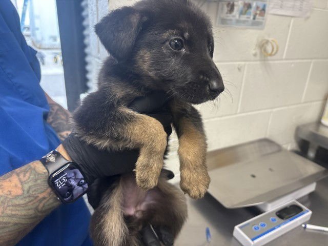 ARIANA - German Shepherd Dog available for adoption