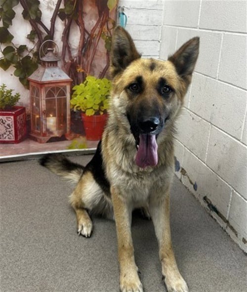 ERNEST - German Shepherd Dog available for adoption
