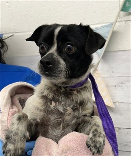 CHEERIO - Chihuahua / Australian Cattle Dog/Blue Heeler available for adoption