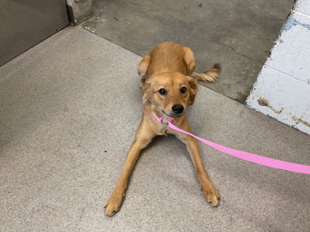 CALISTO - Golden Retriever available for adoption