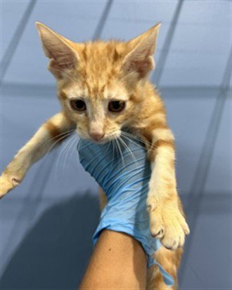 BENDER - Domestic Short Hair available for adoption