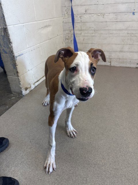 COOKIE BUTTER - Pit Bull Terrier available for adoption