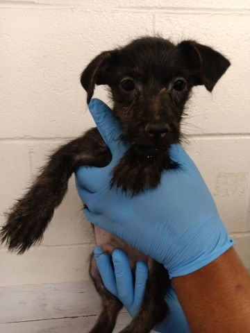 STUFFY - Terrier available for adoption