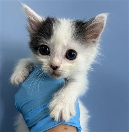 BEAR - Domestic Short Hair available for adoption