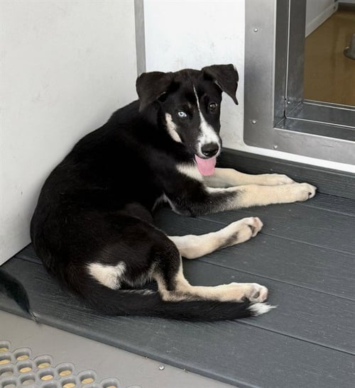 NOVA - German Shepherd Dog / Siberian Husky available for adoption