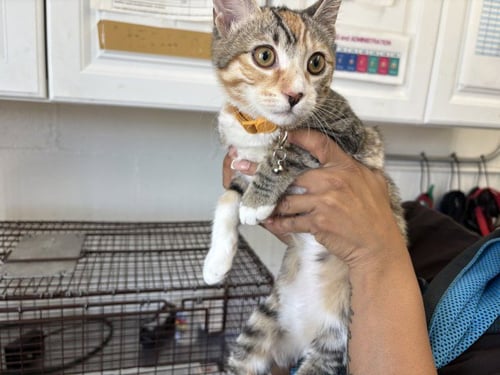 NALA - Domestic Short Hair available for adoption