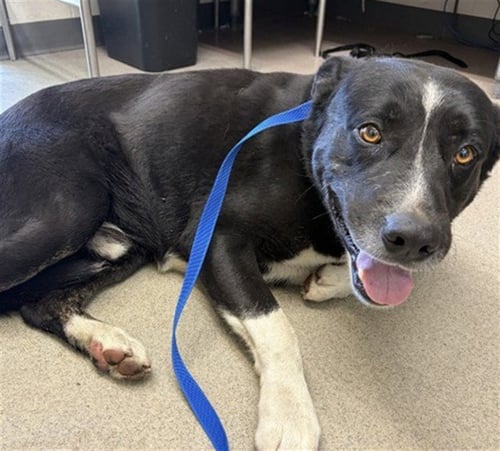 CHESTER - Border Collie available for adoption