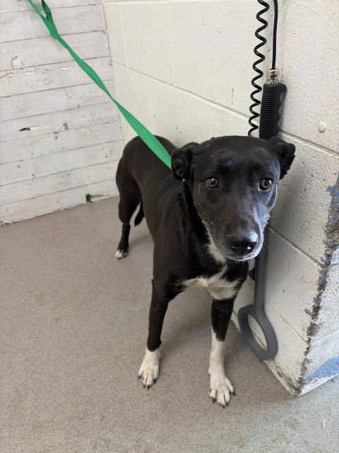 DAHLIA - Labrador Retriever / Pit Bull Terrier available for adoption