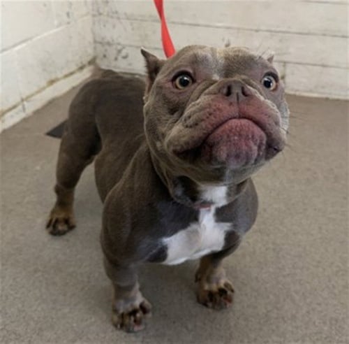 MINNIE - Bulldog available for adoption