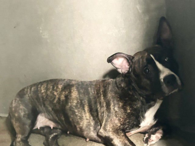 PLUTO - Pit Bull Terrier available for adoption