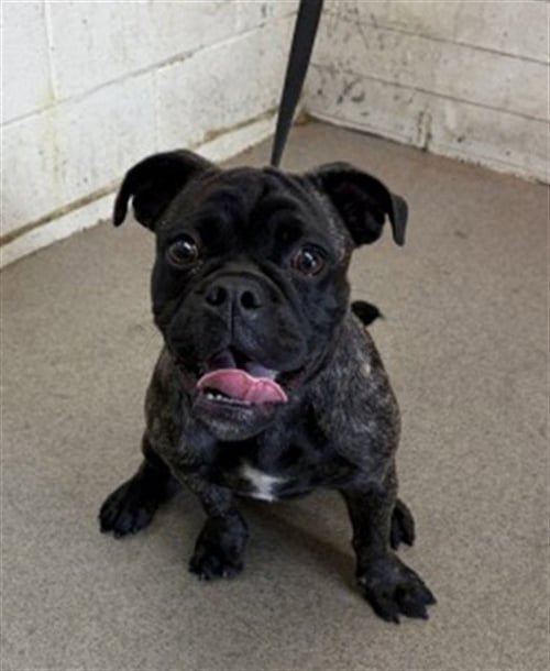 TARZAN - Pug available for adoption