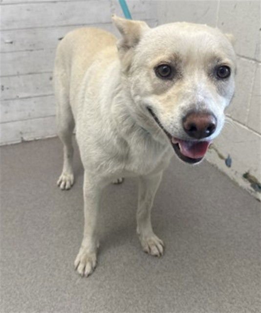 SUNNY - Siberian Husky available for adoption