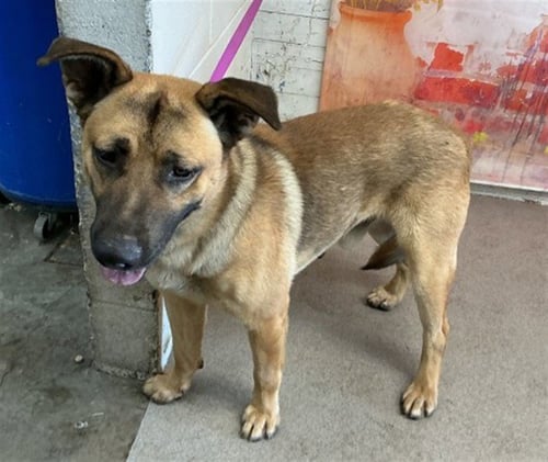 GOOSE - German Shepherd Dog available for adoption