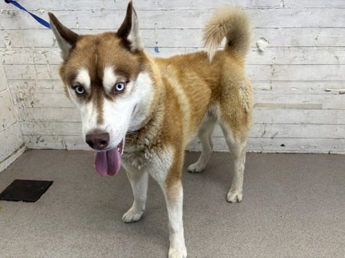 CERES - Siberian Husky available for adoption