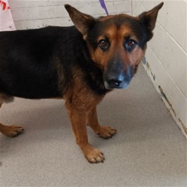 JETSON - German Shepherd Dog available for adoption