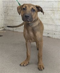 LILIPUP - Photo 1