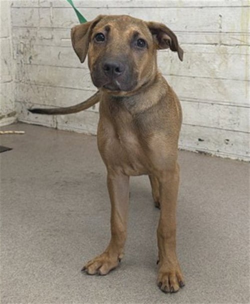 LILIPUP - German Shepherd Dog available for adoption