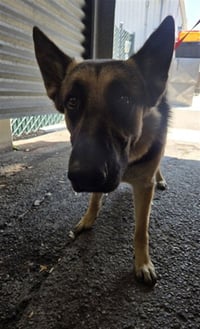 GEORGIOS - Photo 1