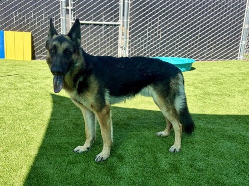 GEORGIOS - German Shepherd Dog for adoption in San Bernardino