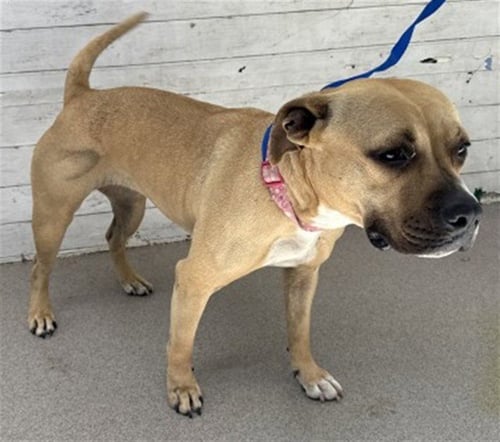 LILO - Pit Bull Terrier available for adoption