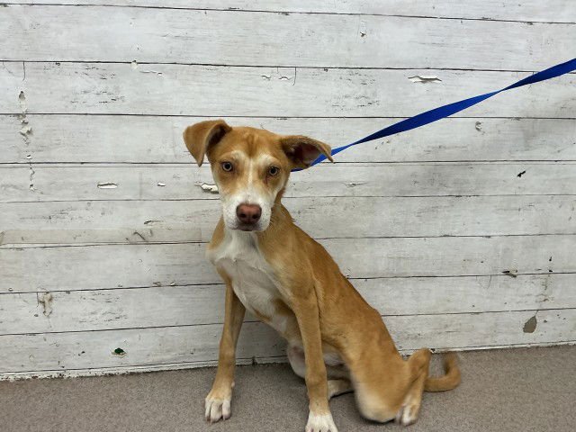 PIPPI - German Shepherd Dog available for adoption