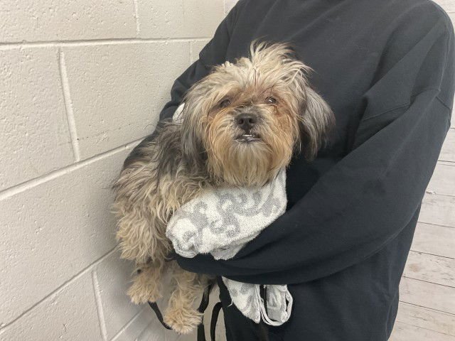 TRUDY - Terrier available for adoption