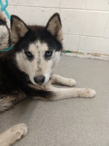 HEIDI - Siberian Husky available for adoption