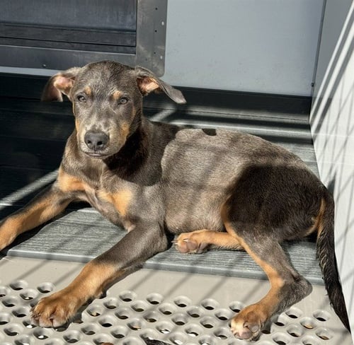 JOJO - Doberman Pinscher available for adoption