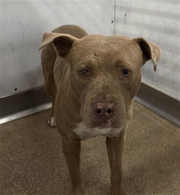 MALCOLM - Pit Bull Terrier available for adoption