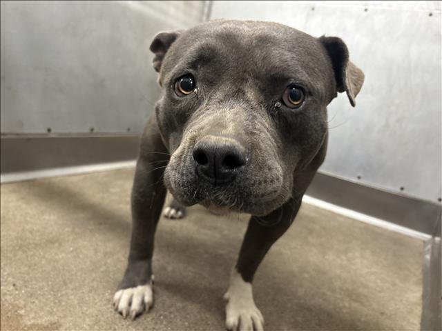 BABY - Pit Bull Terrier available for adoption