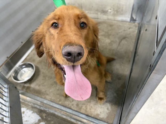 BRANDY - Golden Retriever available for adoption