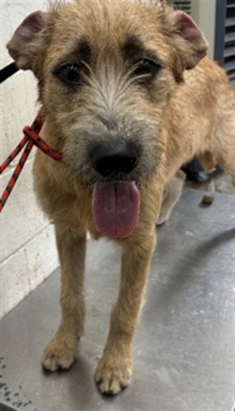 HACHI - Tibetan Terrier available for adoption